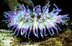 Purple Dahlia anemone, St abbs Scotland
Nikon f90x, with... by Mike Clark 